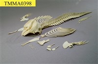 藏品(小抹香鯨)的圖片